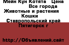 Мейн Кун Котята › Цена ­ 15 000 - Все города Животные и растения » Кошки   . Ставропольский край,Пятигорск г.